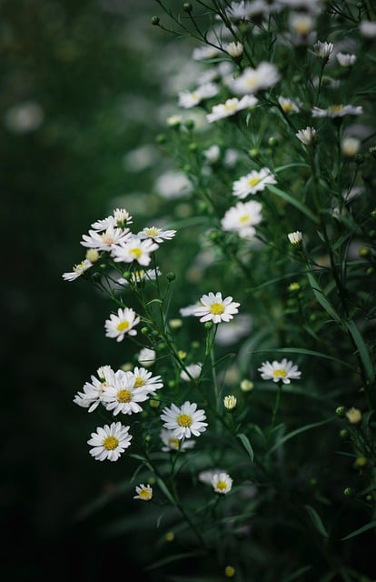 Free download phone wallpaper flowers daisies free picture to be edited with GIMP free online image editor