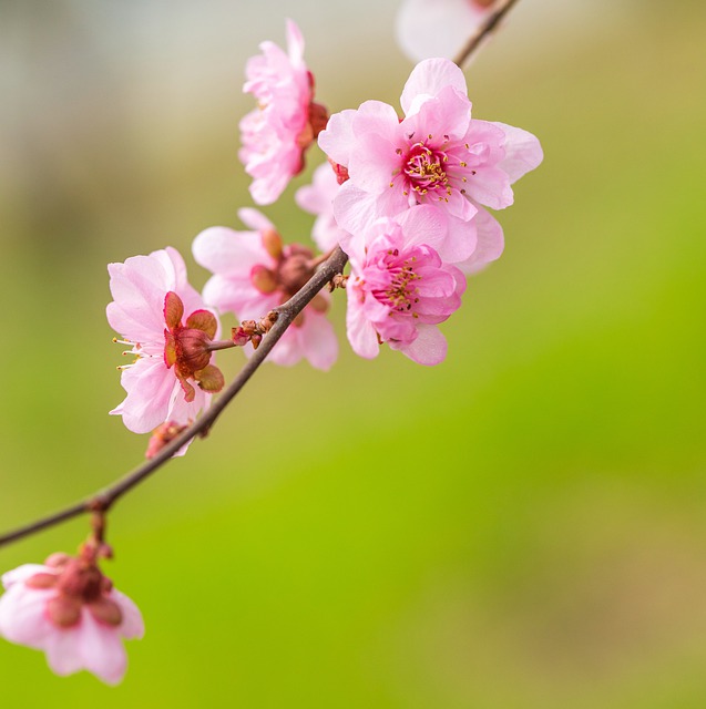 Free download phone wallpaper flowers plum blossom free picture to be edited with GIMP free online image editor