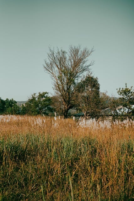 Free download phone wallpaper grass field tree free picture to be edited with GIMP free online image editor