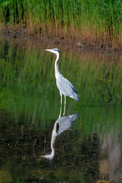Free download phone wallpaper grey heron heron free picture to be edited with GIMP free online image editor