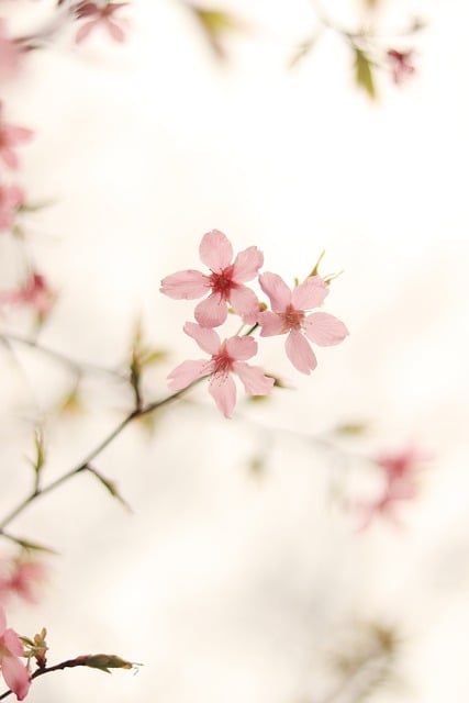 Free download phone wallpaper in full bloom free picture to be edited with GIMP free online image editor