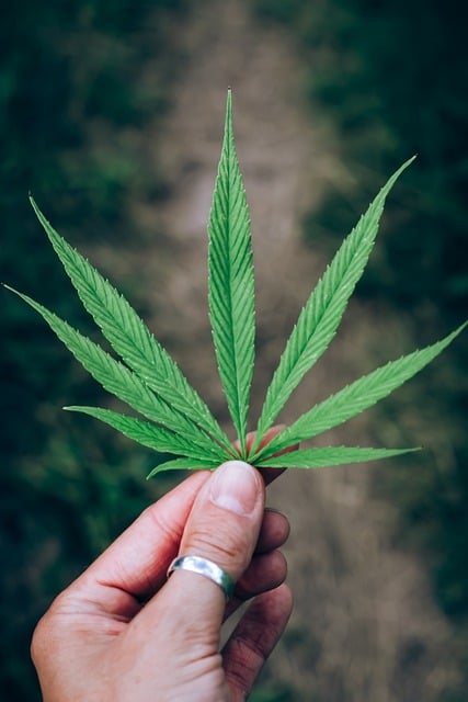 Free download phone wallpaper leaf marijuana weed free picture to be edited with GIMP free online image editor