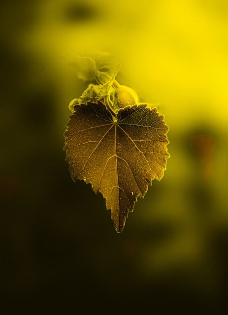 تنزيل مجاني لخلفية الهاتف يترك صورة الخريف مجانًا لتحريرها باستخدام محرر الصور المجاني عبر الإنترنت GIMP