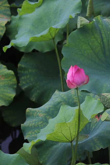 Free download phone wallpaper lotus flower petals free picture to be edited with GIMP free online image editor