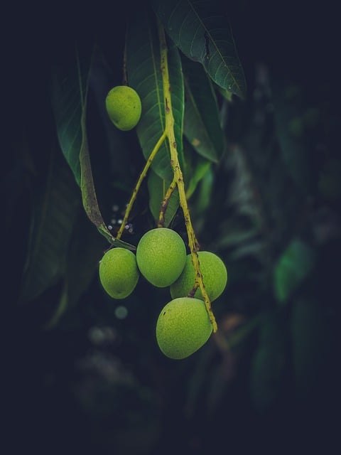 Free download phone wallpaper mango leaves tree free picture to be edited with GIMP free online image editor