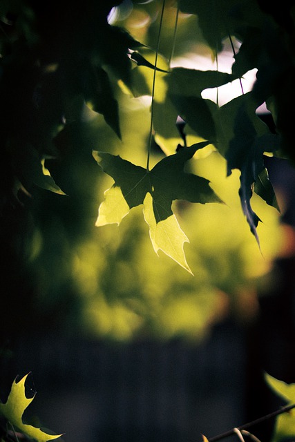 Free download phone wallpaper maple autumn leaves free picture to be edited with GIMP free online image editor
