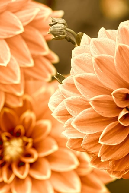 Free download phone wallpaper orange dahlias free picture to be edited with GIMP free online image editor