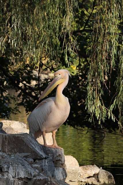 Free download phone wallpaper pelican lake bird free picture to be edited with GIMP free online image editor