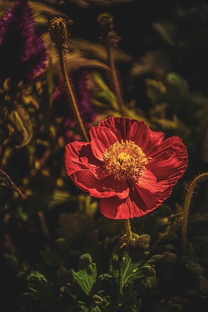 Free graphic phone wallpaper poppy flower botany to be edited by GIMP free image editor by OffiDocs
