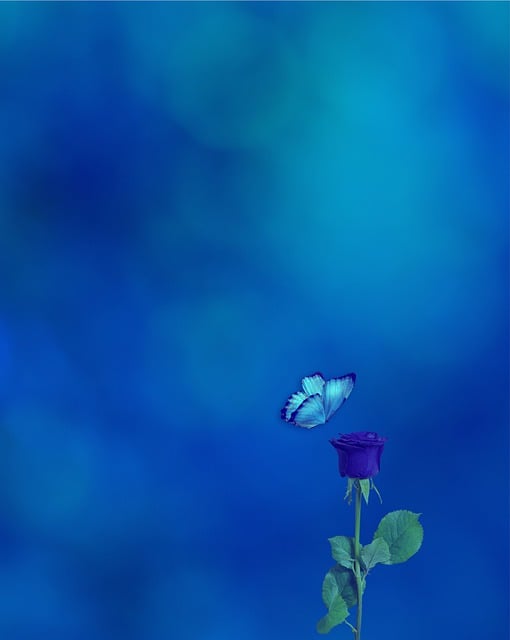 Free download phone wallpaper rose butterfly free picture to be edited with GIMP free online image editor