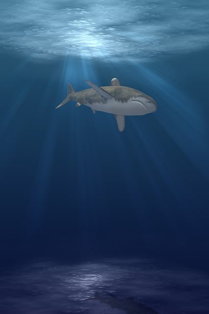 Unduh gratis wallpaper ponsel gambar gratis ikan hiu hewan untuk diedit dengan editor gambar online gratis GIMP