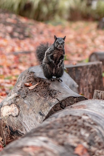 Free download phone wallpaper squirrel rodent free picture to be edited with GIMP free online image editor