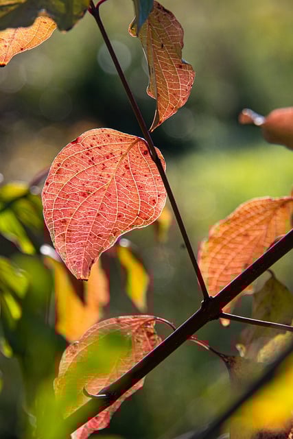Free download phone wallpaper tree leaves free picture to be edited with GIMP free online image editor