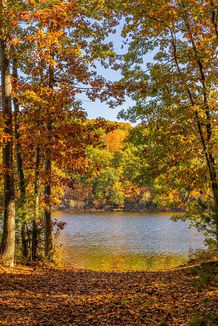 Free download phone wallpaper wallpaper nature free picture to be edited with GIMP free online image editor
