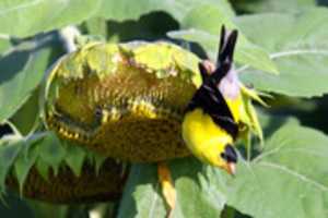 Free download photo.1 free photo or picture to be edited with GIMP online image editor