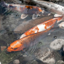 photograph artistically captures a renowned koi pond  screen for extension Chrome web store in OffiDocs Chromium