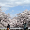Photographing cherry blossoms  screen for extension Chrome web store in OffiDocs Chromium