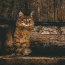 Photo of Brown Persian Cat on Ladder  screen for extension Chrome web store in OffiDocs Chromium