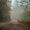 Photo of Foggy Road Between Trees  screen for extension Chrome web store in OffiDocs Chromium