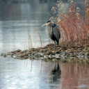 Photo of Heron on Rocks Near Body of Water  screen for extension Chrome web store in OffiDocs Chromium