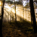 Photo of Trees at Golden Hour  screen for extension Chrome web store in OffiDocs Chromium