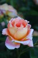 Free download photos of roses free photo or picture to be edited with GIMP online image editor