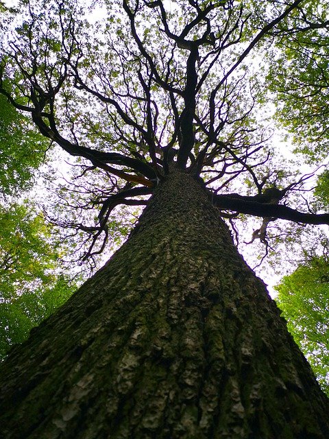 تنزيل مجاني للصور ، صور مناظر طبيعية للأخشاب ، صورة شجرة مجانية ليتم تحريرها باستخدام محرر الصور المجاني عبر الإنترنت من GIMP