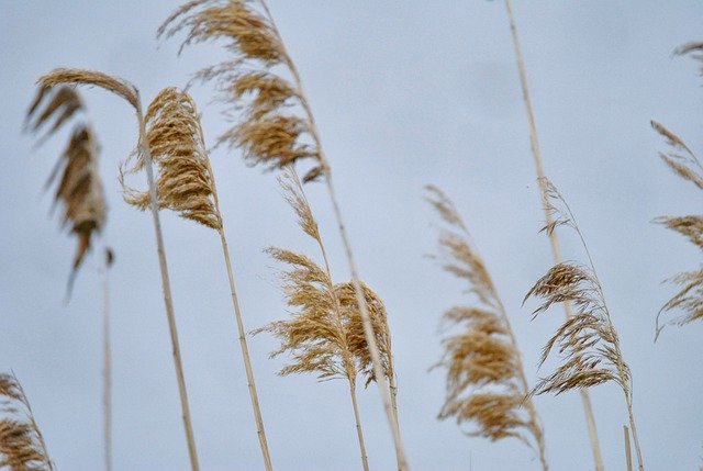 Free download Phragmites Australis Reed Nature -  free photo or picture to be edited with GIMP online image editor