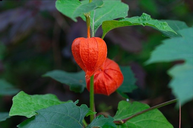 Free download Physalis Alkekengi Red Nature -  free photo or picture to be edited with GIMP online image editor