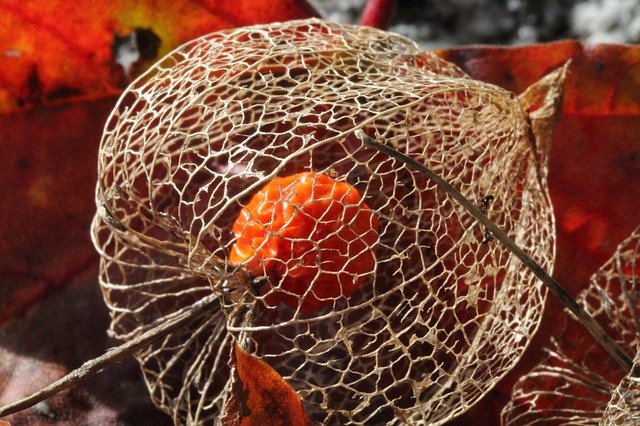 Free download Physalis Berry Autumn -  free photo or picture to be edited with GIMP online image editor