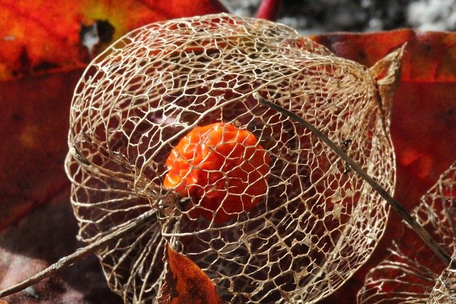 ดาวน์โหลดฟรี Physalis Berry Autumn - ภาพถ่ายหรือรูปภาพที่จะแก้ไขด้วยโปรแกรมแก้ไขรูปภาพออนไลน์ GIMP ได้ฟรี