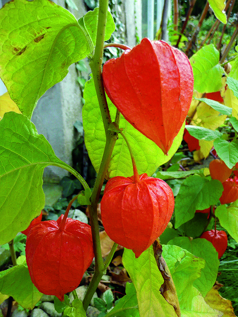 Téléchargement gratuit Physalis Bright Orange Close - photo ou image gratuite à éditer avec l'éditeur d'images en ligne GIMP