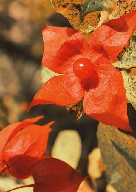 تنزيل مجاني Physalis Flower Berry Red - صورة مجانية أو صورة يتم تحريرها باستخدام محرر الصور عبر الإنترنت GIMP