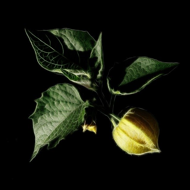 Free download Physalis Fractalius Cape -  free illustration to be edited with GIMP free online image editor