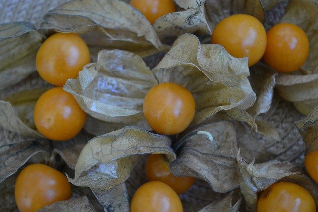 Free download physalis fruit still life free picture to be edited with GIMP free online image editor
