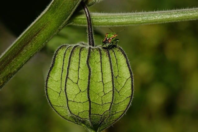 Free graphic physalis lampion flower bug insect to be edited by GIMP free image editor by OffiDocs
