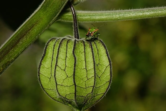 Descarga gratuita de la imagen gratuita del insecto del insecto de la flor de Physalis lampion para editar con el editor de imágenes en línea gratuito GIMP