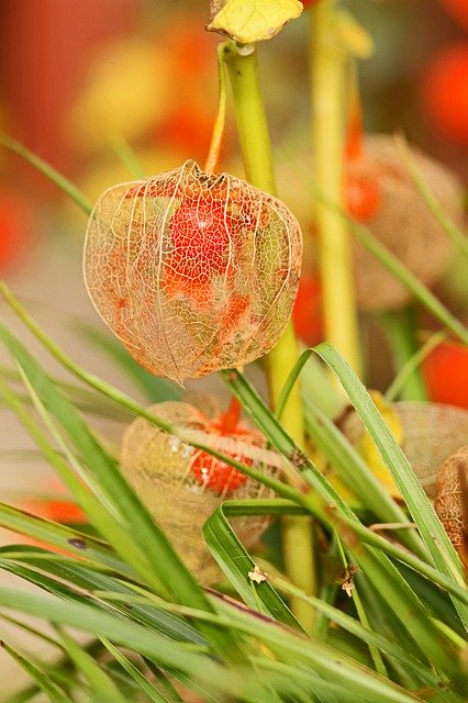 Free download Physalis Lampion Flowers -  free photo or picture to be edited with GIMP online image editor