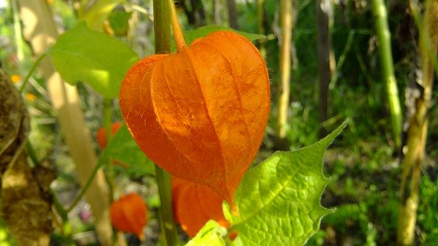 Free download Physalis Nature Flora In The Fall -  free photo or picture to be edited with GIMP online image editor