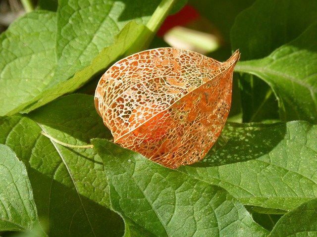 Free download Physalis Tomatillo Plant -  free photo or picture to be edited with GIMP online image editor
