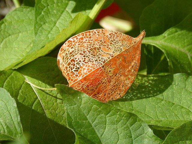 Gratis download Physalis Tomatillo Plant - gratis foto of afbeelding om te bewerken met GIMP online afbeeldingseditor