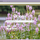 Physostegia Virginiana  screen for extension Chrome web store in OffiDocs Chromium