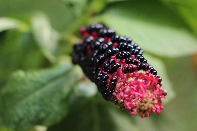 Free picture Phytolacca Decandra American -  to be edited by GIMP free image editor by OffiDocs