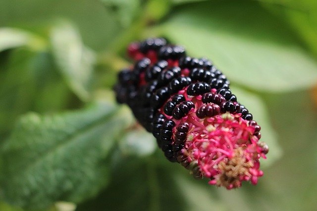 免费下载 Phytolacca Decandra American - 使用 GIMP 在线图像编辑器编辑的免费照片或图片