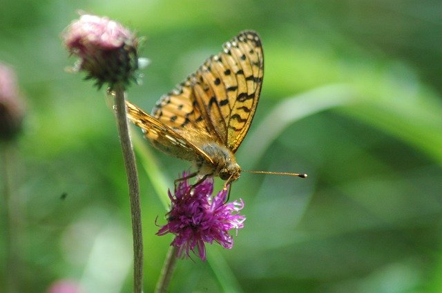 Download gratuito Pic Des Mémises Mountain Butterfly - foto o immagine gratuita da modificare con l'editor di immagini online di GIMP