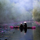 Picking flowers early in the morning  screen for extension Chrome web store in OffiDocs Chromium
