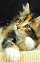 Free download pics9-thumb free photo or picture to be edited with GIMP online image editor