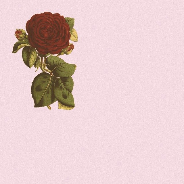 Free download Picture Background Rose -  free illustration to be edited with GIMP free online image editor