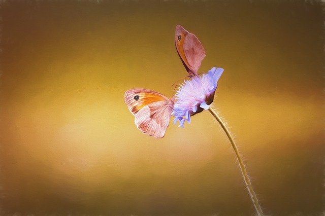 Free download picture painting to paint painted free picture to be edited with GIMP free online image editor