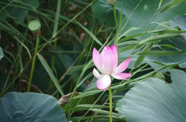 Scarica gratuitamente Picturesque Lotus Baiyangdian: foto o immagini gratuite da modificare con l'editor di immagini online GIMP